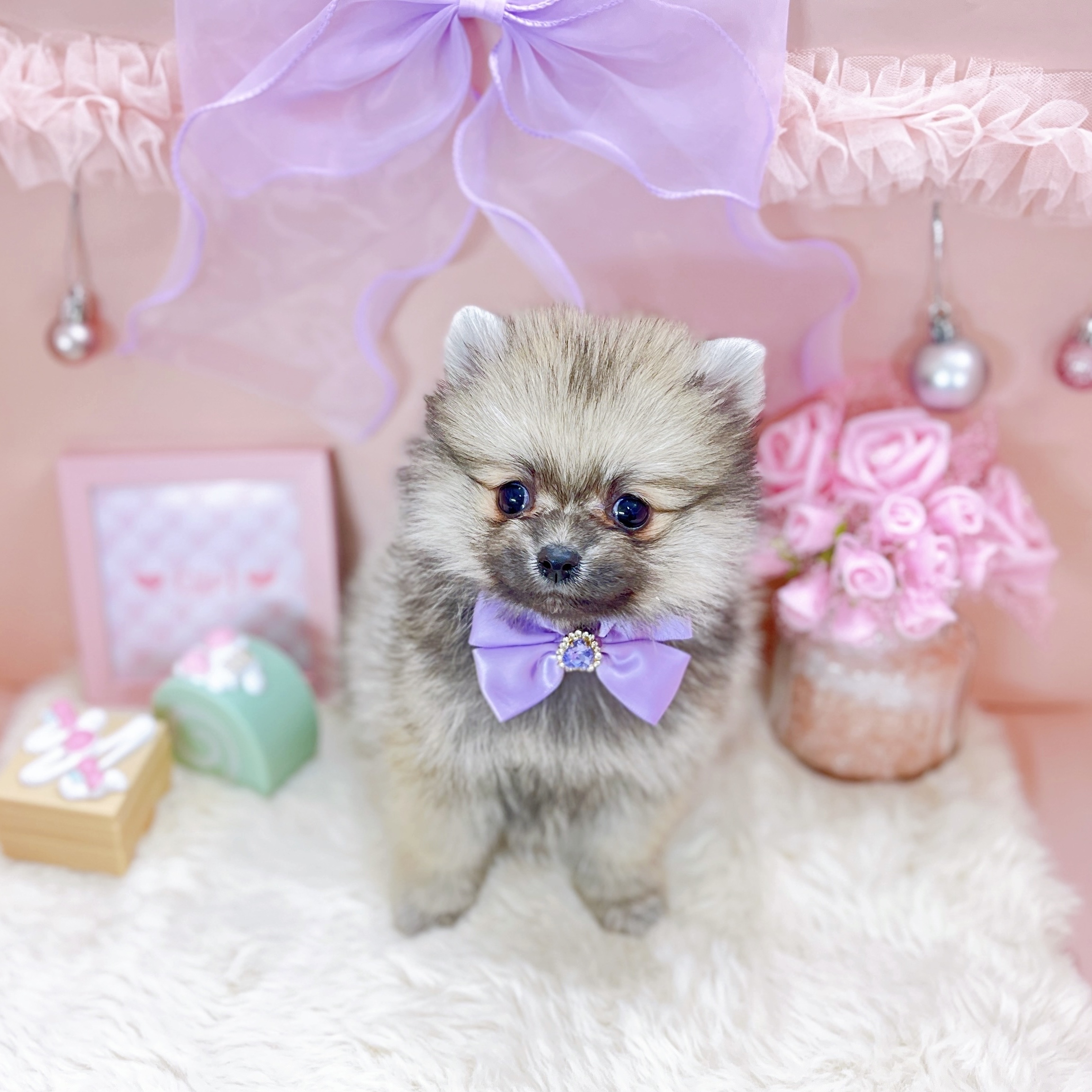 福井県のポメラニアン (犬の家＆猫の里アミーゴ福井大和田店/2025年10月7日生まれ/女の子/ウルフセーブル)の子犬の4枚目の画像