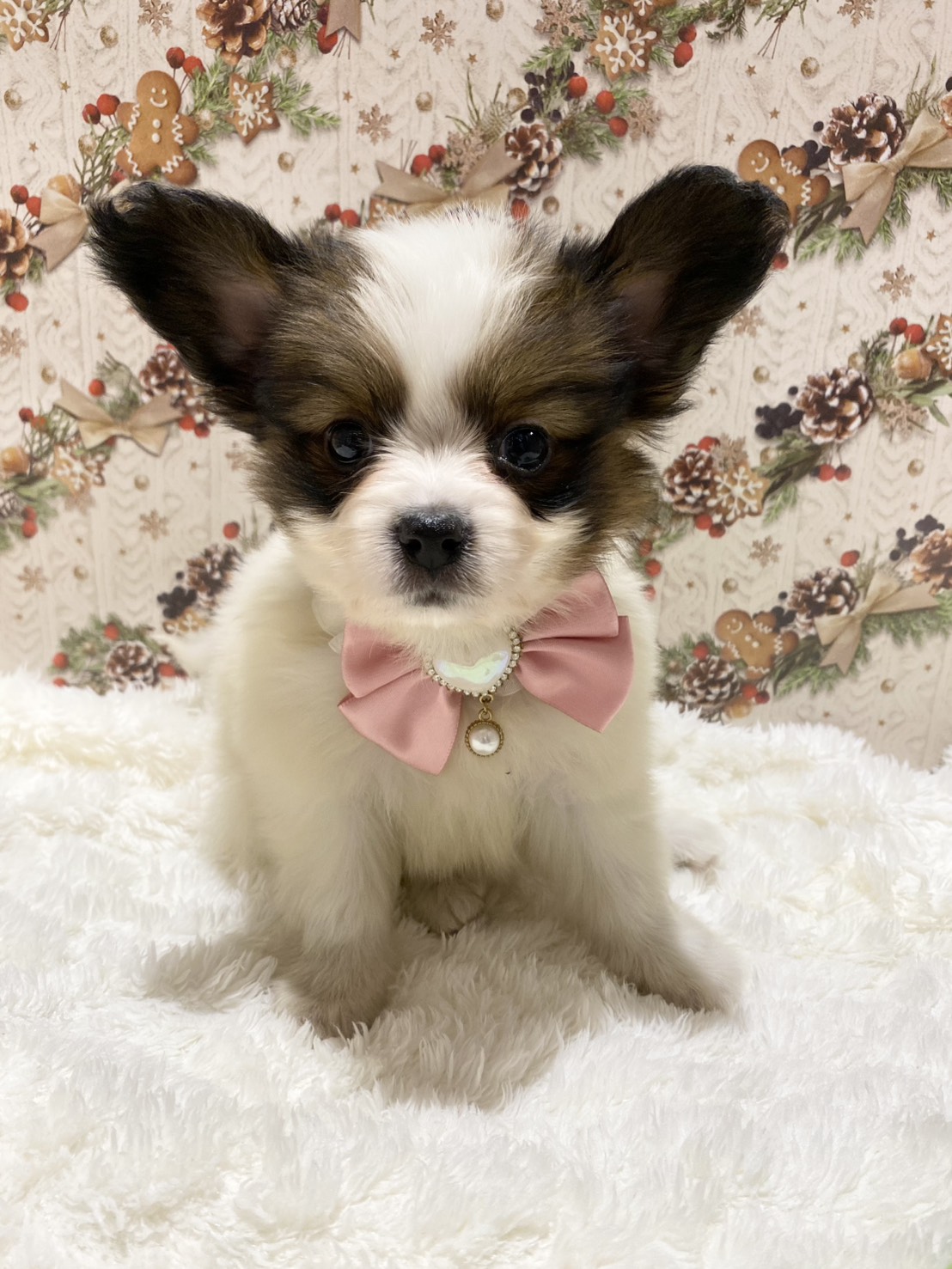 長野県のパピヨン (犬の家＆猫の里カインズ梓川店/2025年10月14日生まれ/男の子/ホワイトブラウン)の子犬の4枚目の画像