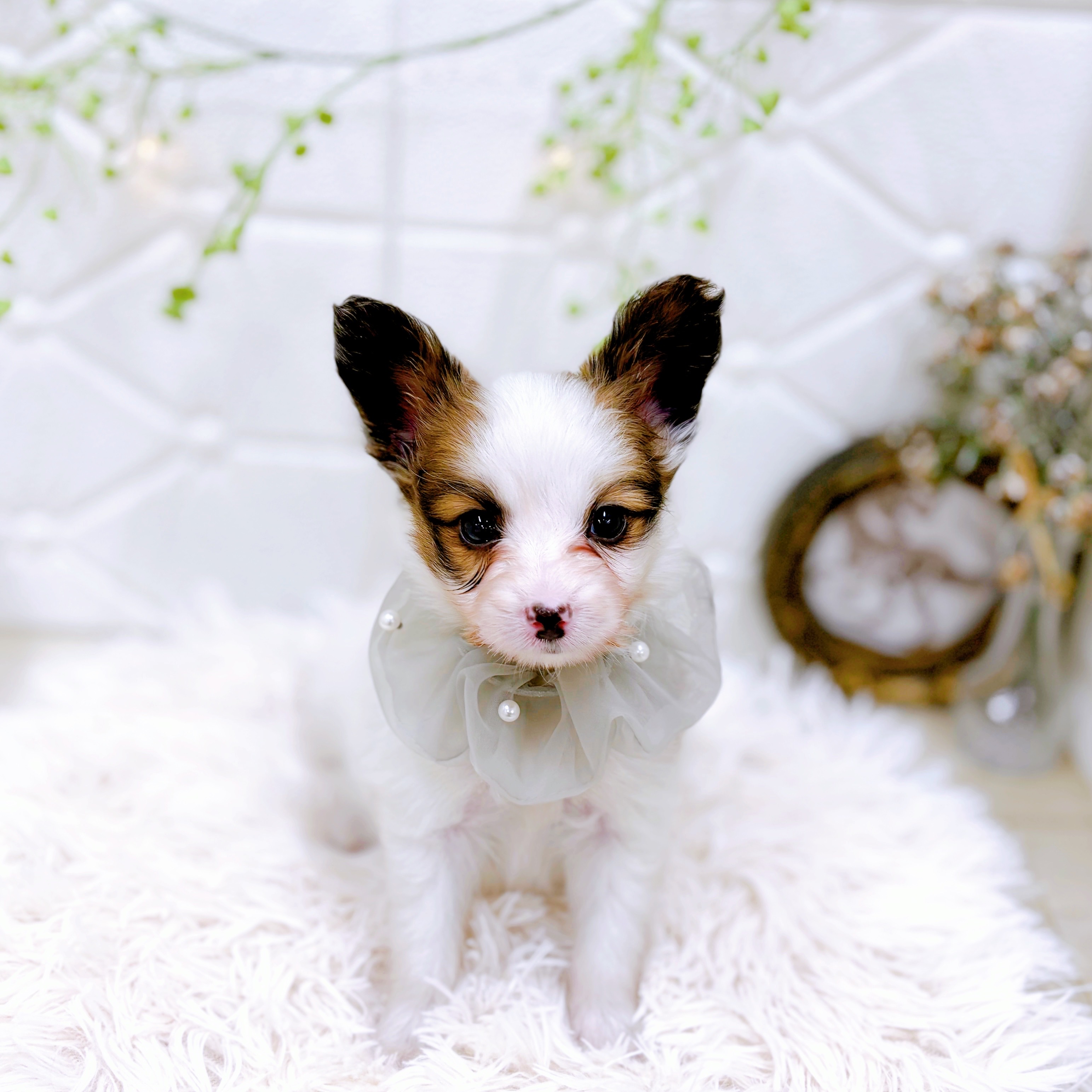 福井県のパピヨン (犬の家＆猫の里アミーゴ福井店/2025年10月14日生まれ/男の子/ホワイトブラウン)の子犬の4枚目の画像