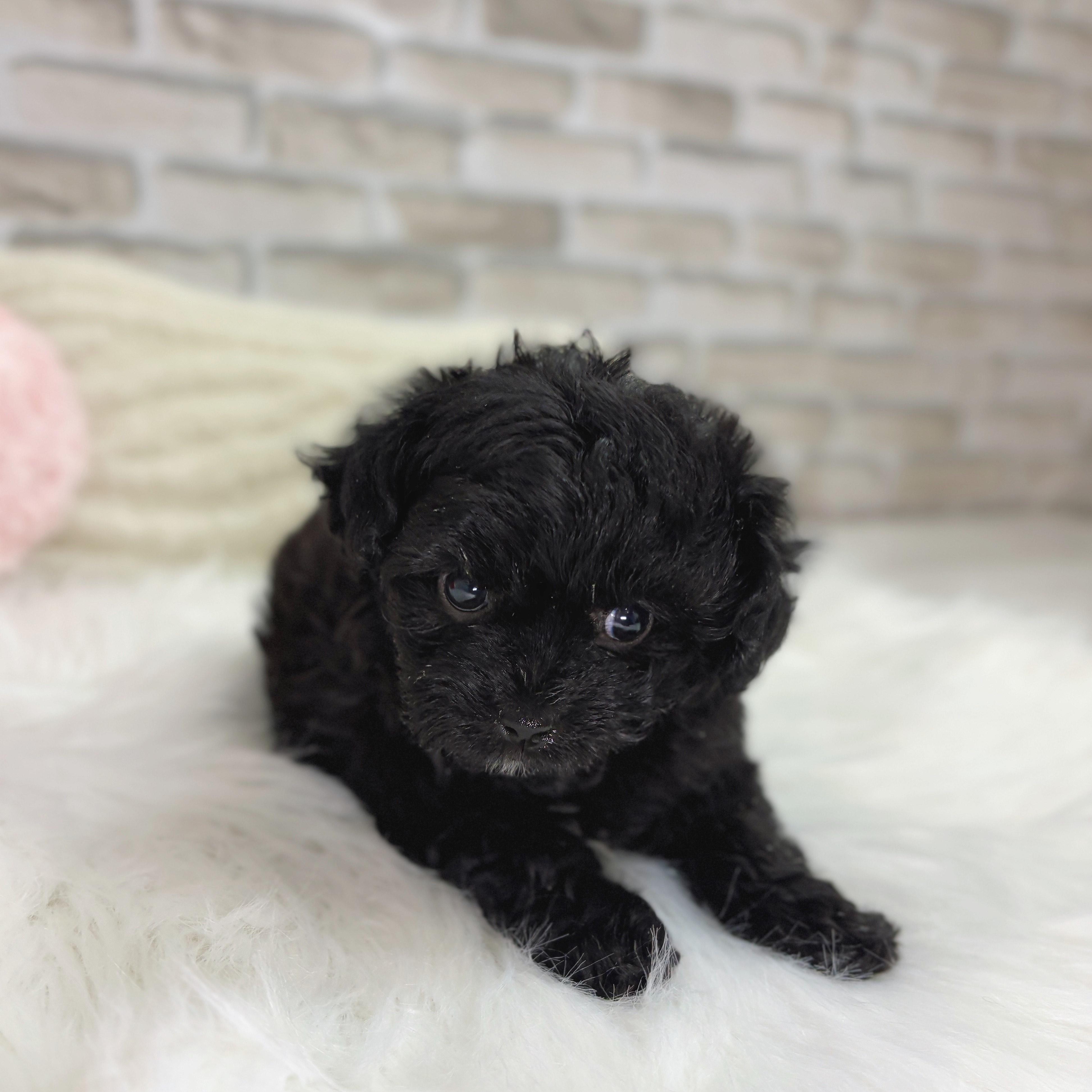 神奈川県のチワプー/プーチー(チワワ×プードル) (犬の家＆猫の里モザイクモール港北店/2025年10月14日生まれ/男の子/ブラック)の子犬の4枚目の画像