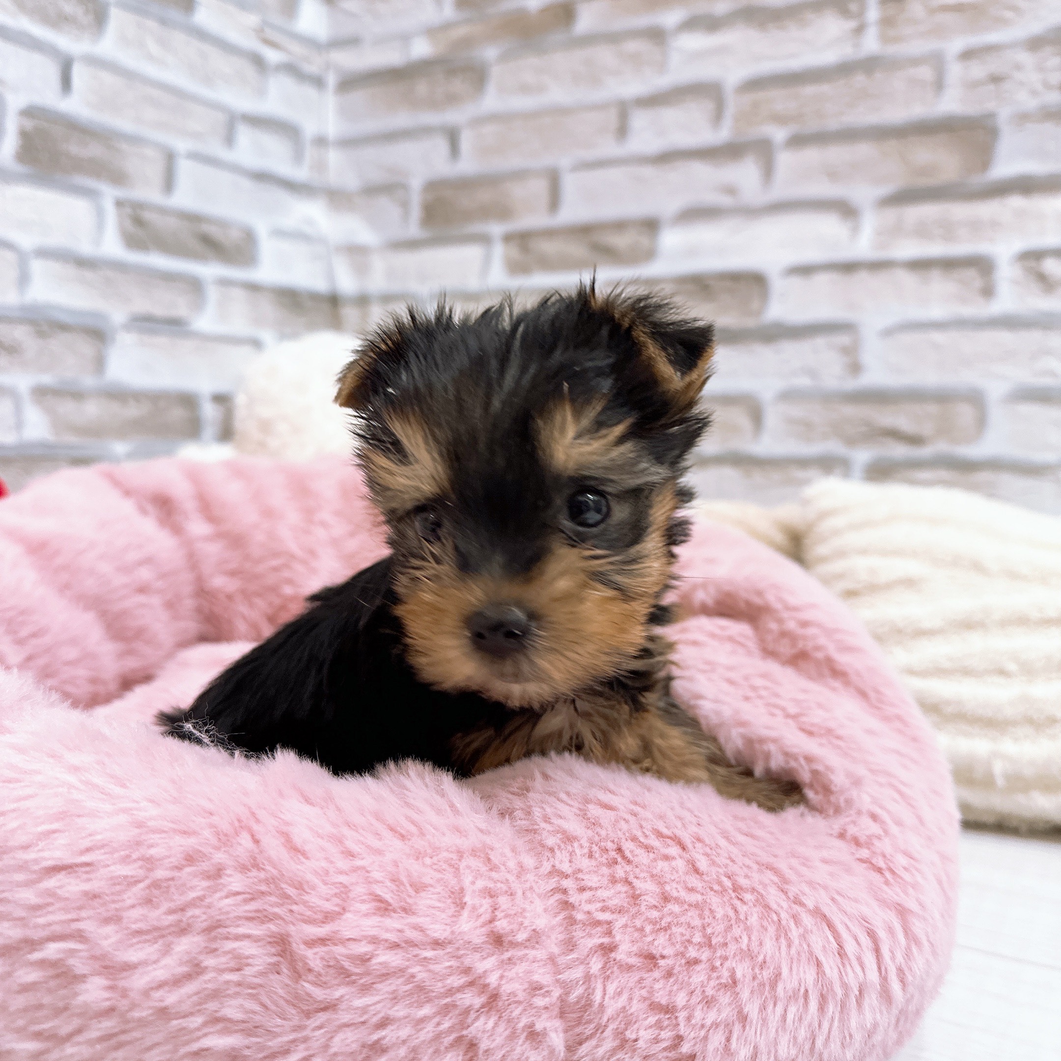 神奈川県のヨークシャーテリア (犬の家＆猫の里モザイクモール港北店/2025年10月13日生まれ/女の子/スチールブルータン)の子犬の4枚目の画像