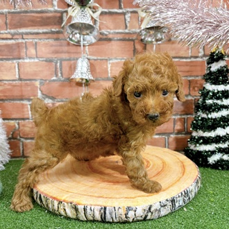 トイプードル女の子の写真