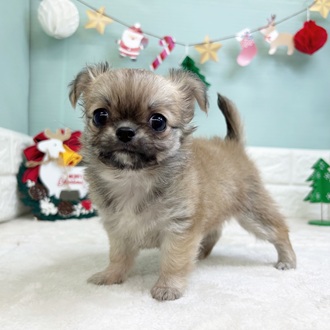 チワワ（ロング）女の子の写真