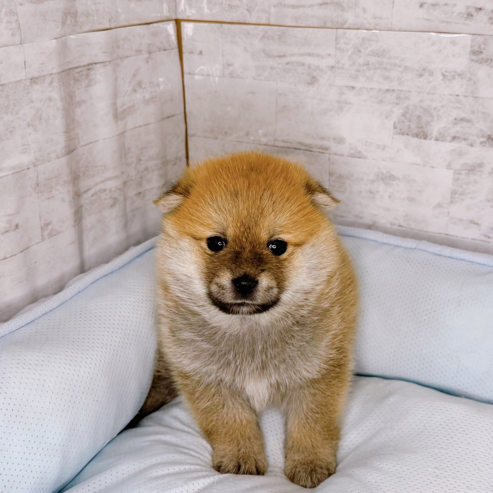 長野県のポメ柴/豆ポメ/ポメ豆柴(ポメラニアン×柴犬) (犬の家＆猫の里塩尻店/2025年10月14日生まれ/女の子/赤)の子犬の4枚目の画像