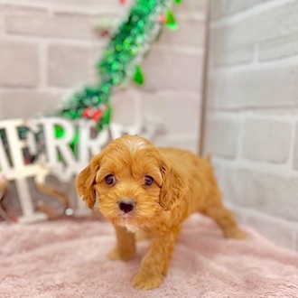 静岡県のコッカプー(アメリカンコッカースパニエル×プードル) (犬の家＆猫の里プレ葉ウォーク浜北店/2025年10月12日生まれ/女の子/レッドホワイト)の子犬の4枚目の画像
