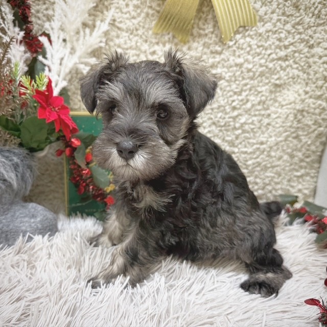 静岡県のミニチュアシュナウザー (犬の家＆猫の里藤枝店/2025年10月14日生まれ/男の子/ソルトペッパー)の子犬の4枚目の画像