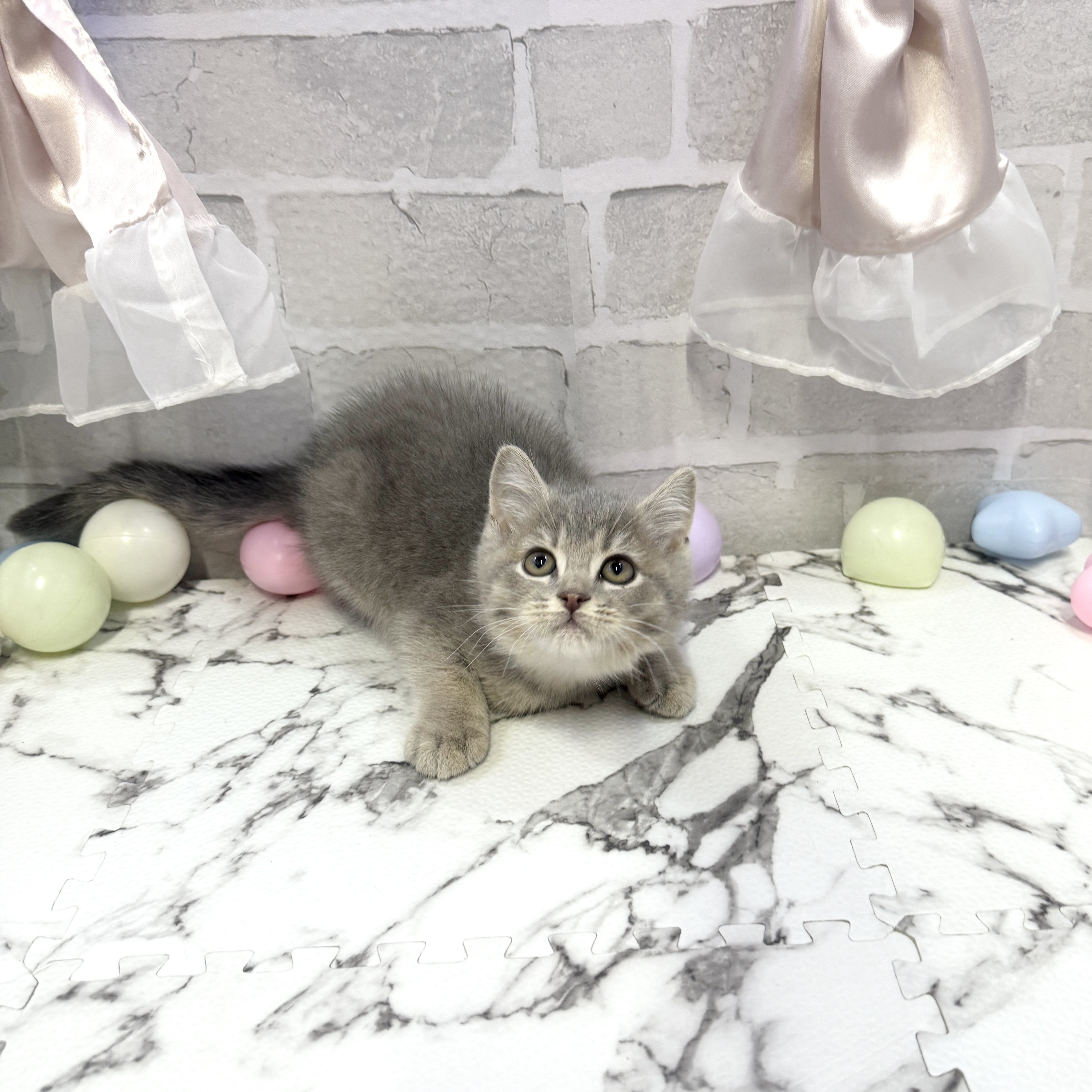 愛知県のブリティッシュショートヘアー (犬の家＆猫の里岡崎店/2025年10月7日生まれ/男の子/ブルーシェーデッドゴールデン)の子猫の4枚目の画像