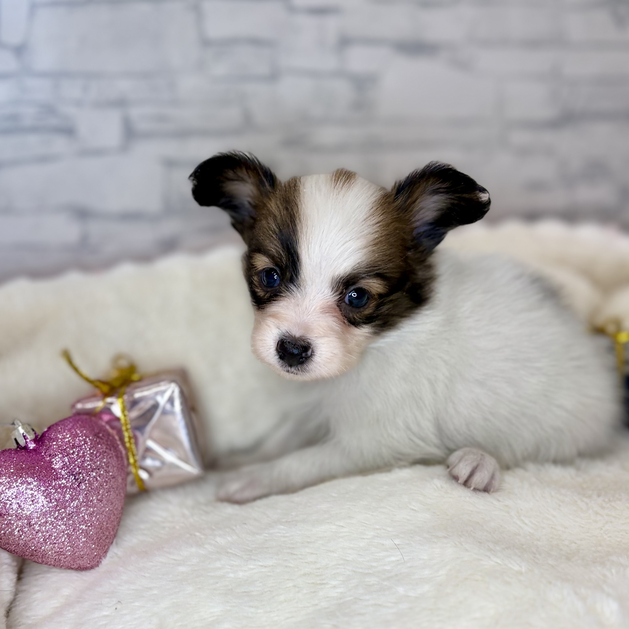 長野県のパピヨン (犬の家＆猫の里長野店/2025年10月14日生まれ/女の子/ホワイトブラウン)の子犬の4枚目の画像