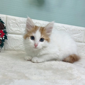 静岡県のノルウェージャンフォレストキャット (犬の家＆猫の里マークイズ静岡店/2025年10月10日生まれ/女の子/ホワイトレッド)の子猫の4枚目の画像