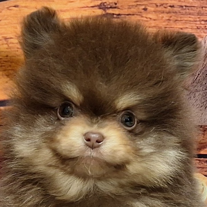 福岡県のポメラニアン (犬の家＆猫の里トリアス久山店/2025年10月13日生まれ/男の子/チョコレートタン)の子犬の1枚目の画像