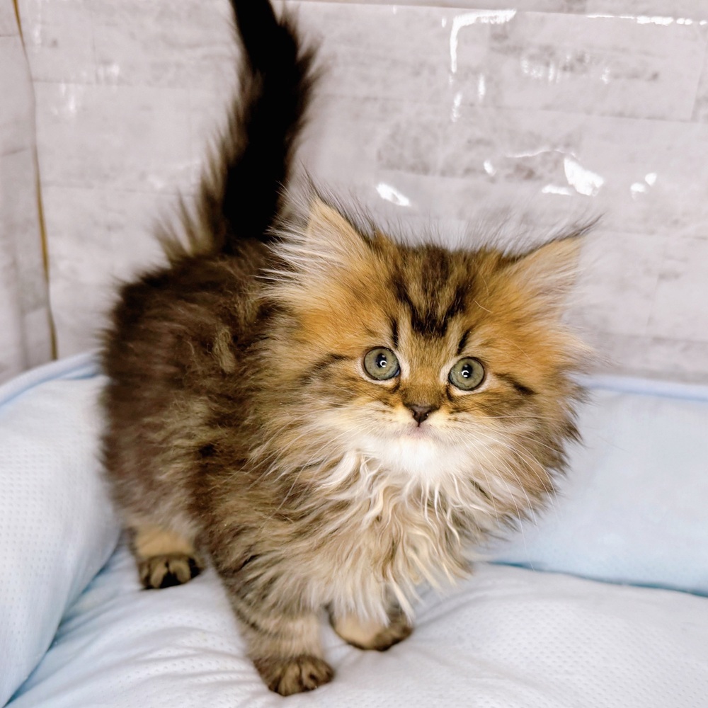 長野県のマンチカン (犬の家＆猫の里塩尻店/2025年10月14日生まれ/女の子/ブラウンタビー)の子猫の4枚目の画像