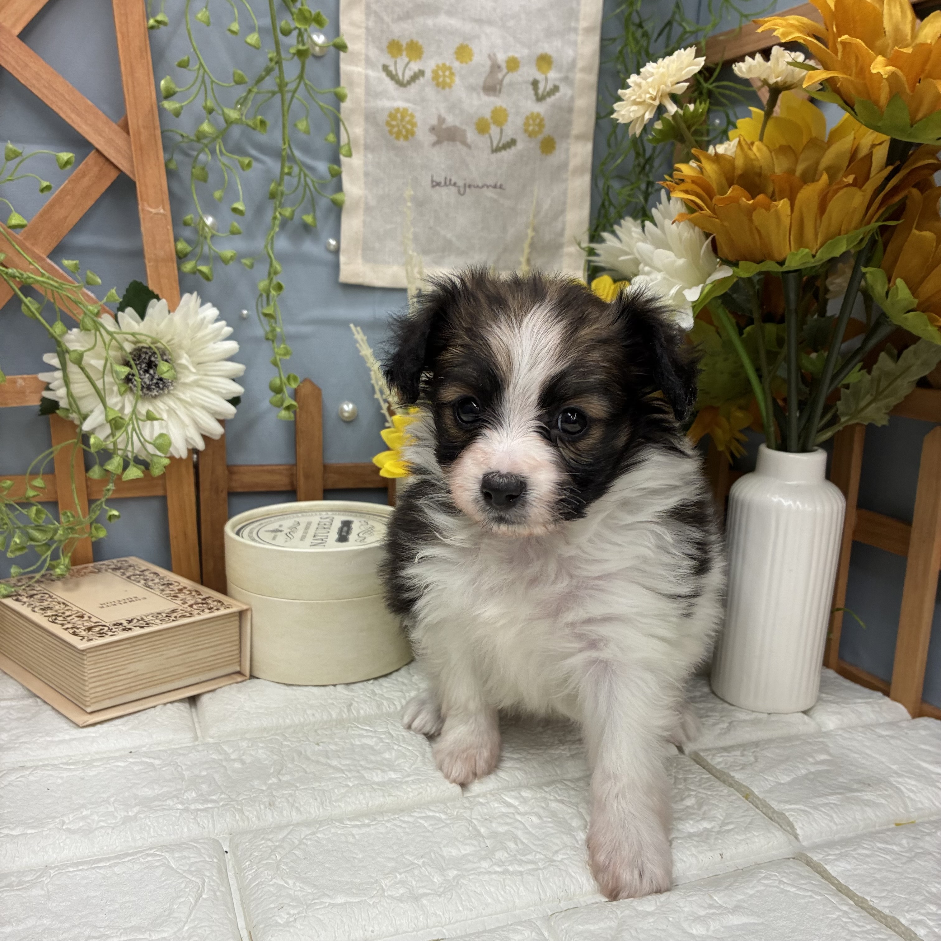 千葉県のパピヨン (犬の家＆猫の里ワンズモール稲毛店/2025年10月14日生まれ/女の子/ホワイトブラウン)の子犬の4枚目の画像