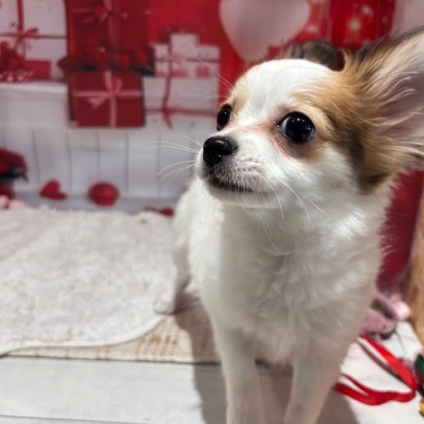 福岡県のパピチー/チワパピ(パピヨン×チワワ) (犬の家＆猫の里トリアス久山店/2025年10月14日生まれ/女の子/ホワイトブラウン)の子犬の4枚目の画像