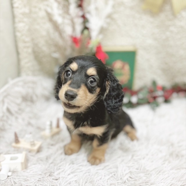 静岡県のミニチュアダックスフンド(ロング) (犬の家＆猫の里藤枝店/2025年10月12日生まれ/女の子/ブラックタン)の子犬の4枚目の画像