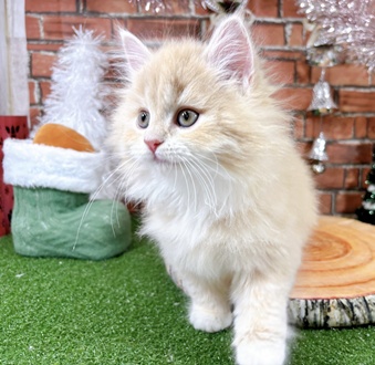 神奈川県のサイベリアン (犬の家＆猫の里小田原店/2025年10月12日生まれ/女の子/クリームタビー)の子猫の4枚目の画像