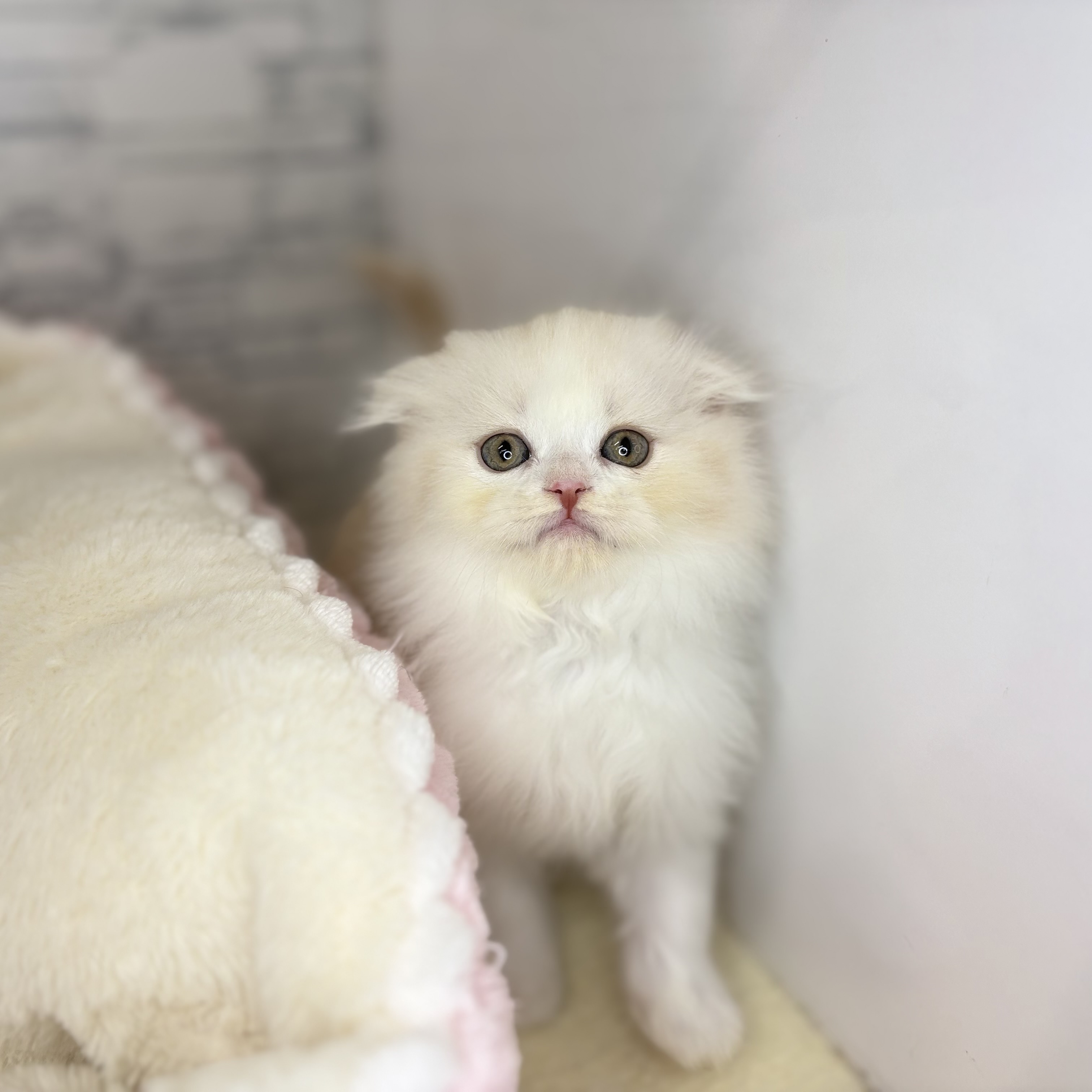 長野県のスコティッシュフォールド (犬の家＆猫の里長野店/2025年10月14日生まれ/女の子/クリームカメオタビーホワイト)の子猫の4枚目の画像