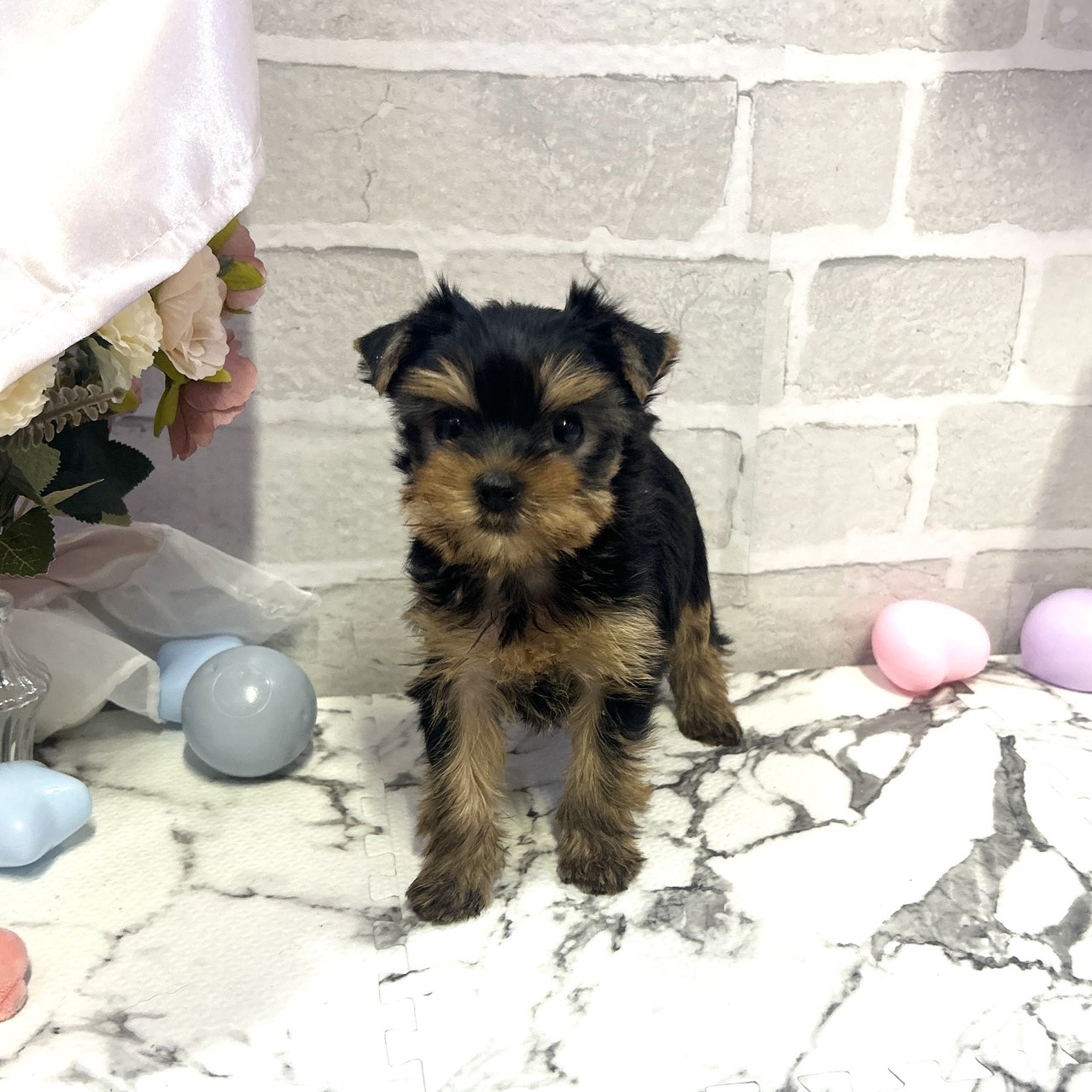 愛知県のヨークシャーテリア (犬の家＆猫の里岡崎店/2025年10月13日生まれ/女の子/スチールブルータン)の子犬の4枚目の画像