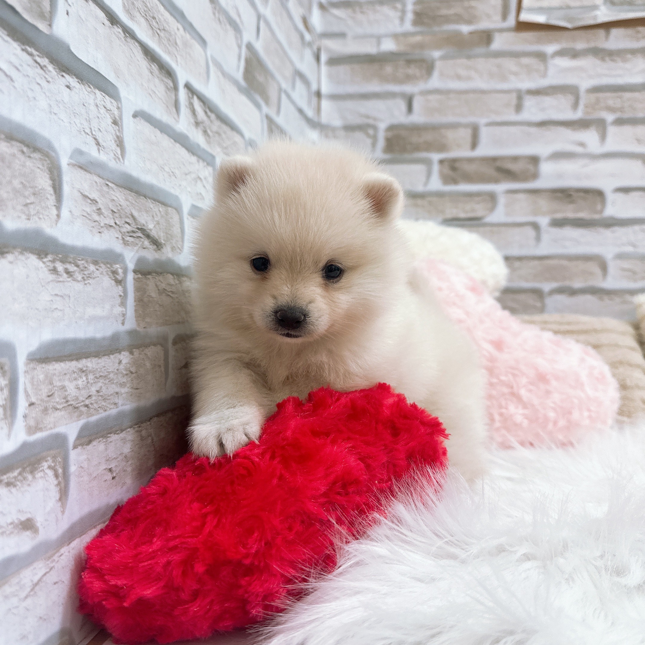 神奈川県のポメ柴/豆ポメ/ポメ豆柴(ポメラニアン×柴犬) (犬の家＆猫の里モザイクモール港北店/2025年10月13日生まれ/女の子/白)の子犬の4枚目の画像