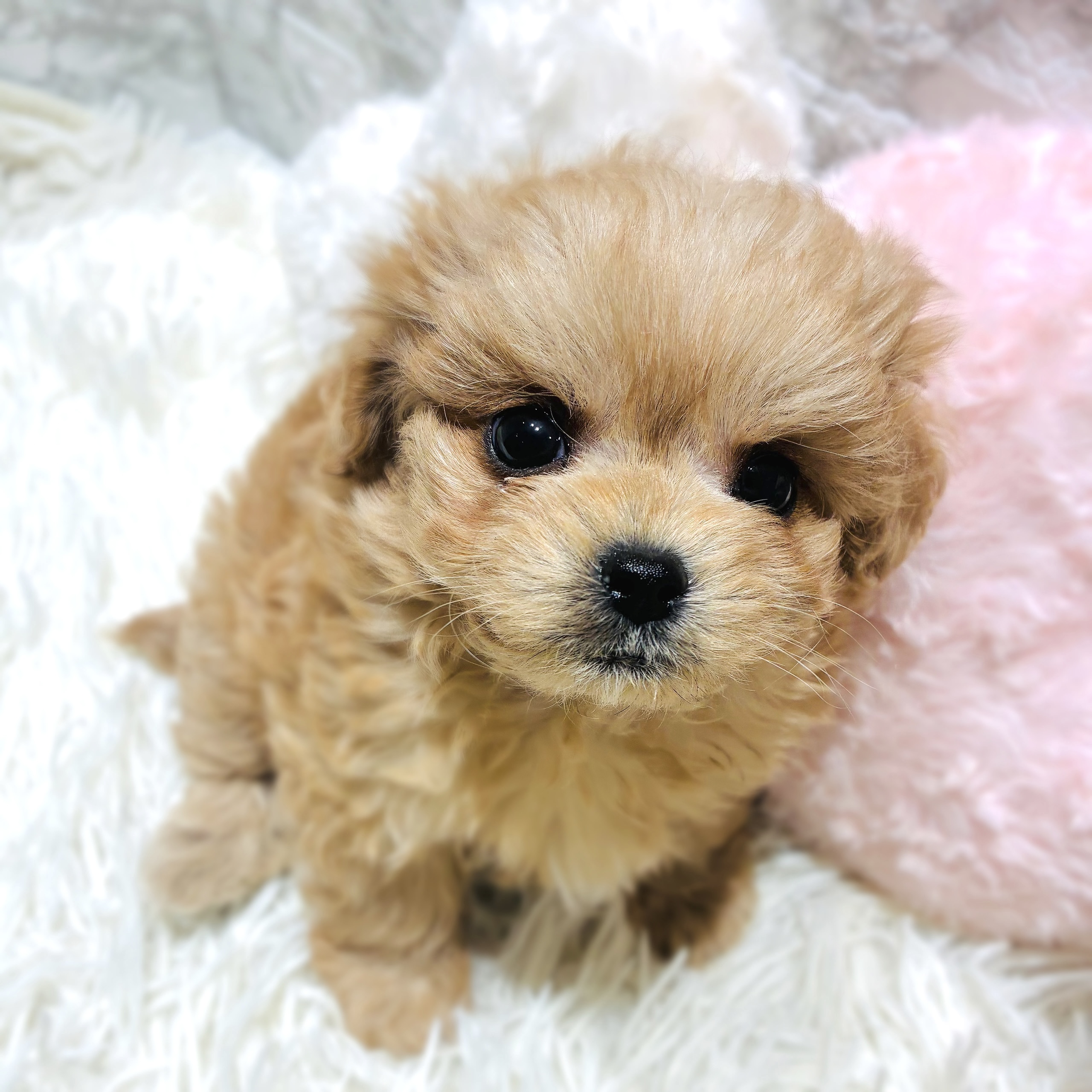 福岡県のチワプー/プーチー(チワワ×プードル) (犬の家＆猫の里くりえいと宗像店/2025年10月12日生まれ/男の子/アプリコット)の子犬の4枚目の画像