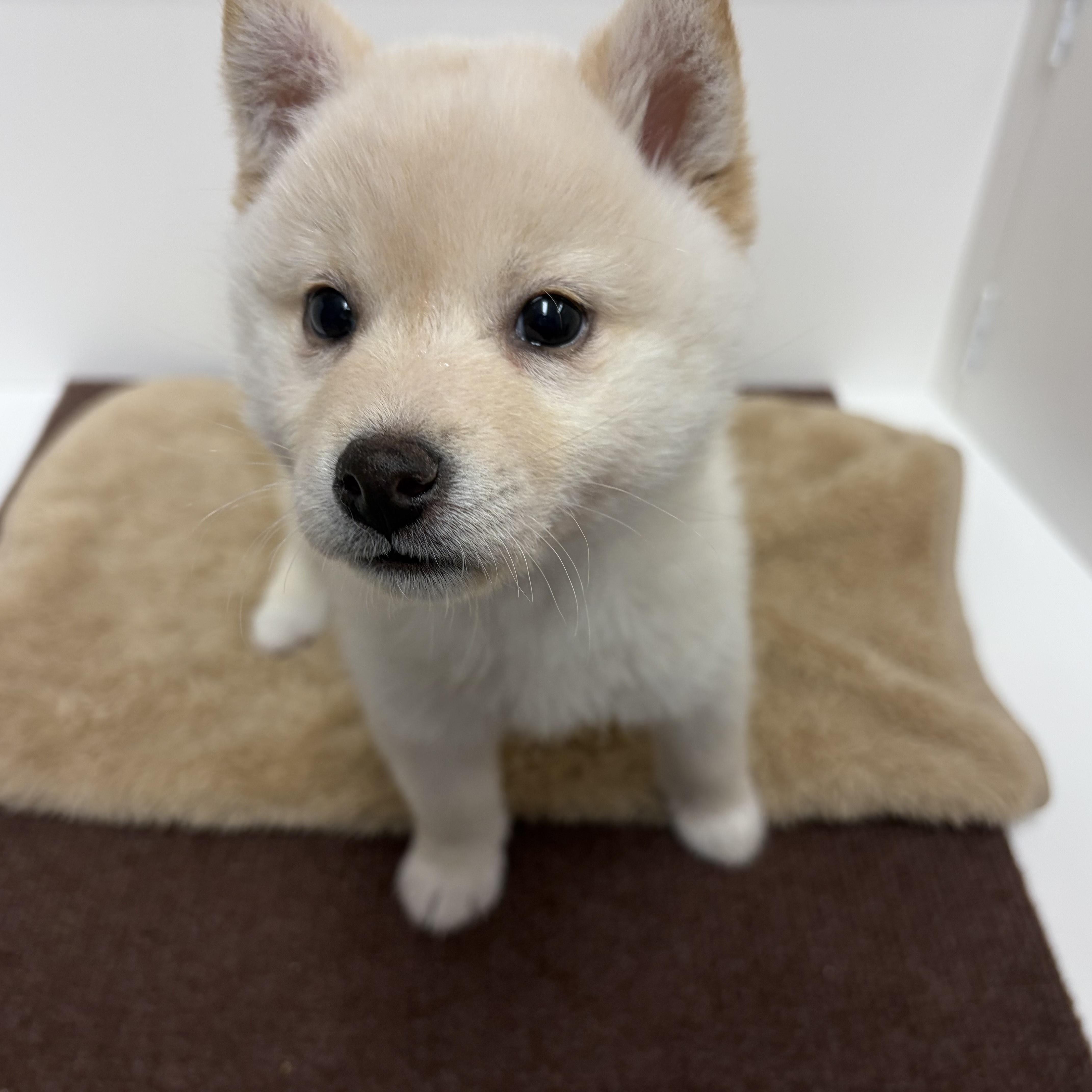 神奈川県の柴犬(標準サイズ) (犬の家＆猫の里相模原店/2025年10月14日生まれ/女の子/白)の子犬の4枚目の画像