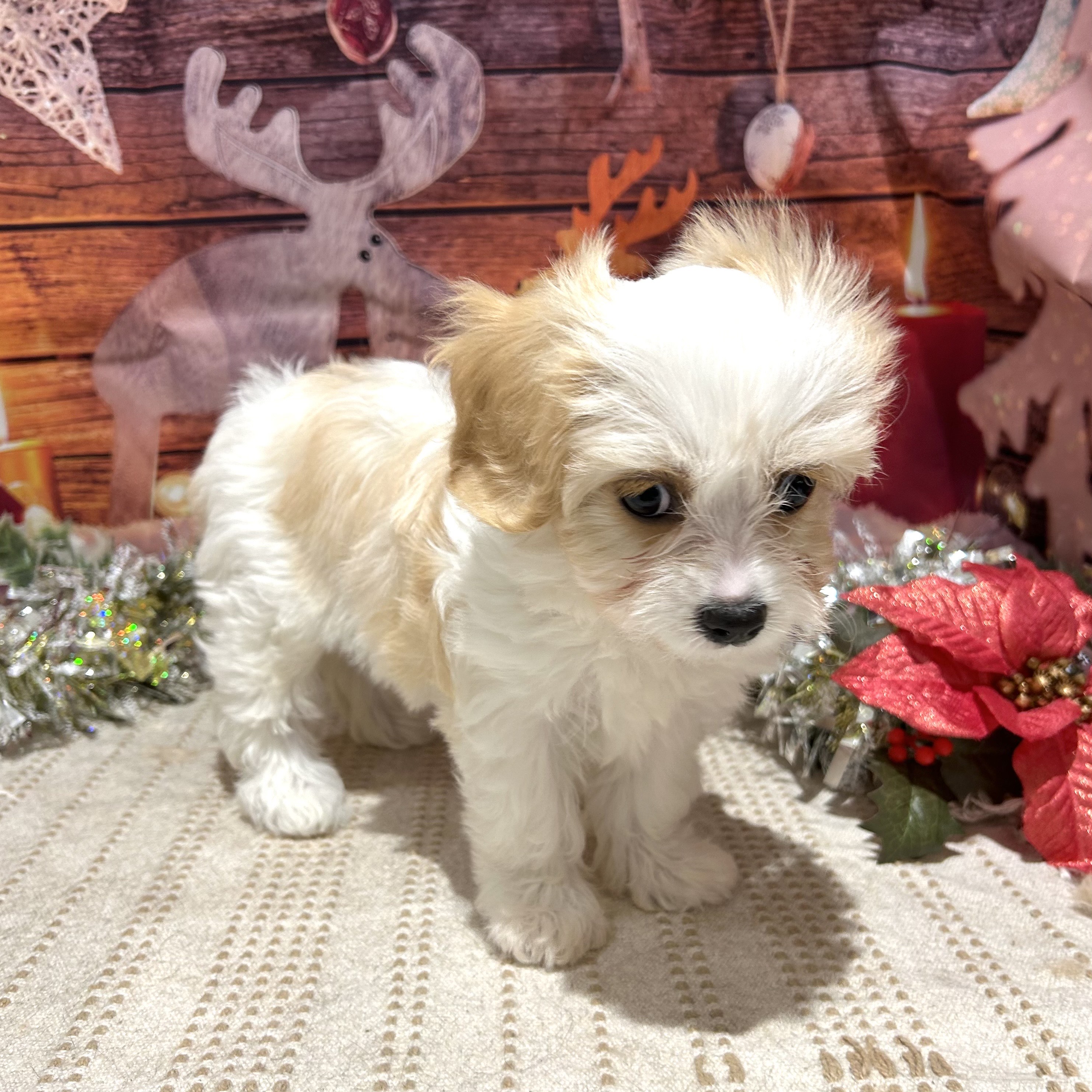 福岡県のハーフ犬・ミックス犬 (犬の家＆猫の里トリアス久山店/2025年10月13日生まれ/女の子/ブレンハイム)の子犬の4枚目の画像