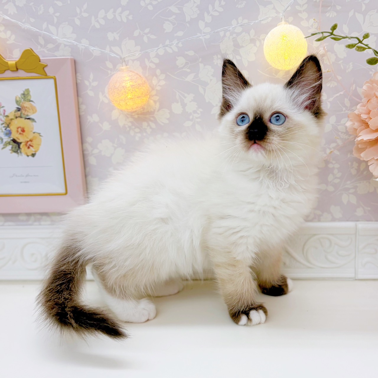 富山県のラグドール (犬の家＆猫の里富山店/2025年10月13日生まれ/女の子/シールポイントミテッド)の子猫の4枚目の画像