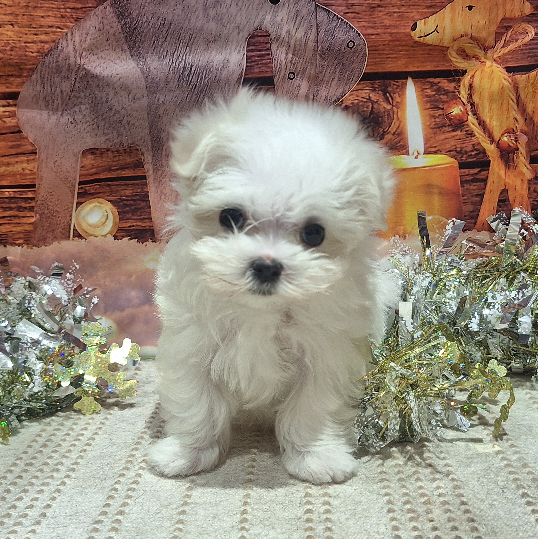 福岡県のマルチーズ (犬の家＆猫の里トリアス久山店/2025年10月13日生まれ/女の子/ホワイト)の子犬の4枚目の画像