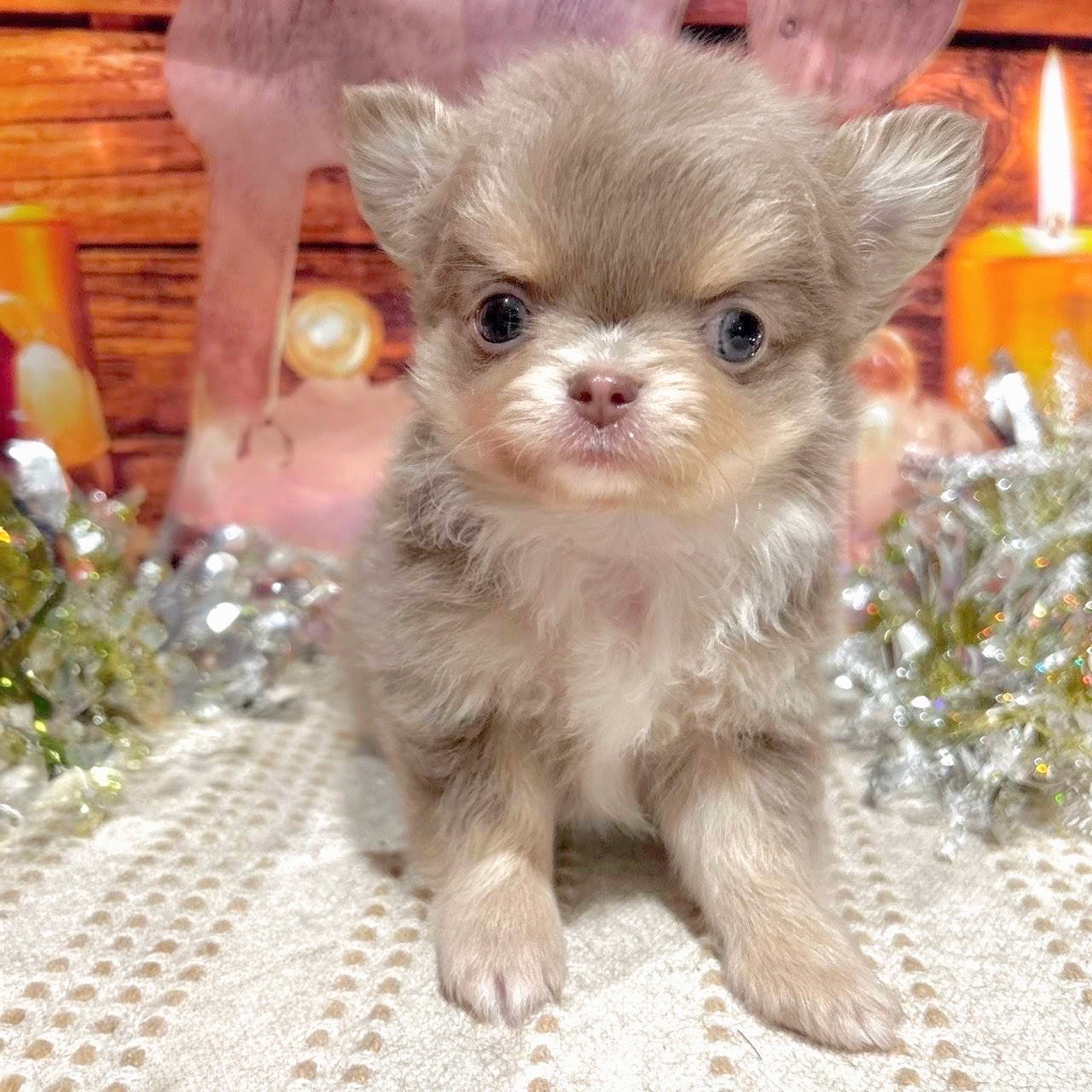 福岡県のチワワ(ロング) (犬の家＆猫の里トリアス久山店/2025年10月12日生まれ/男の子/イザベラタンホワイト)の子犬の4枚目の画像