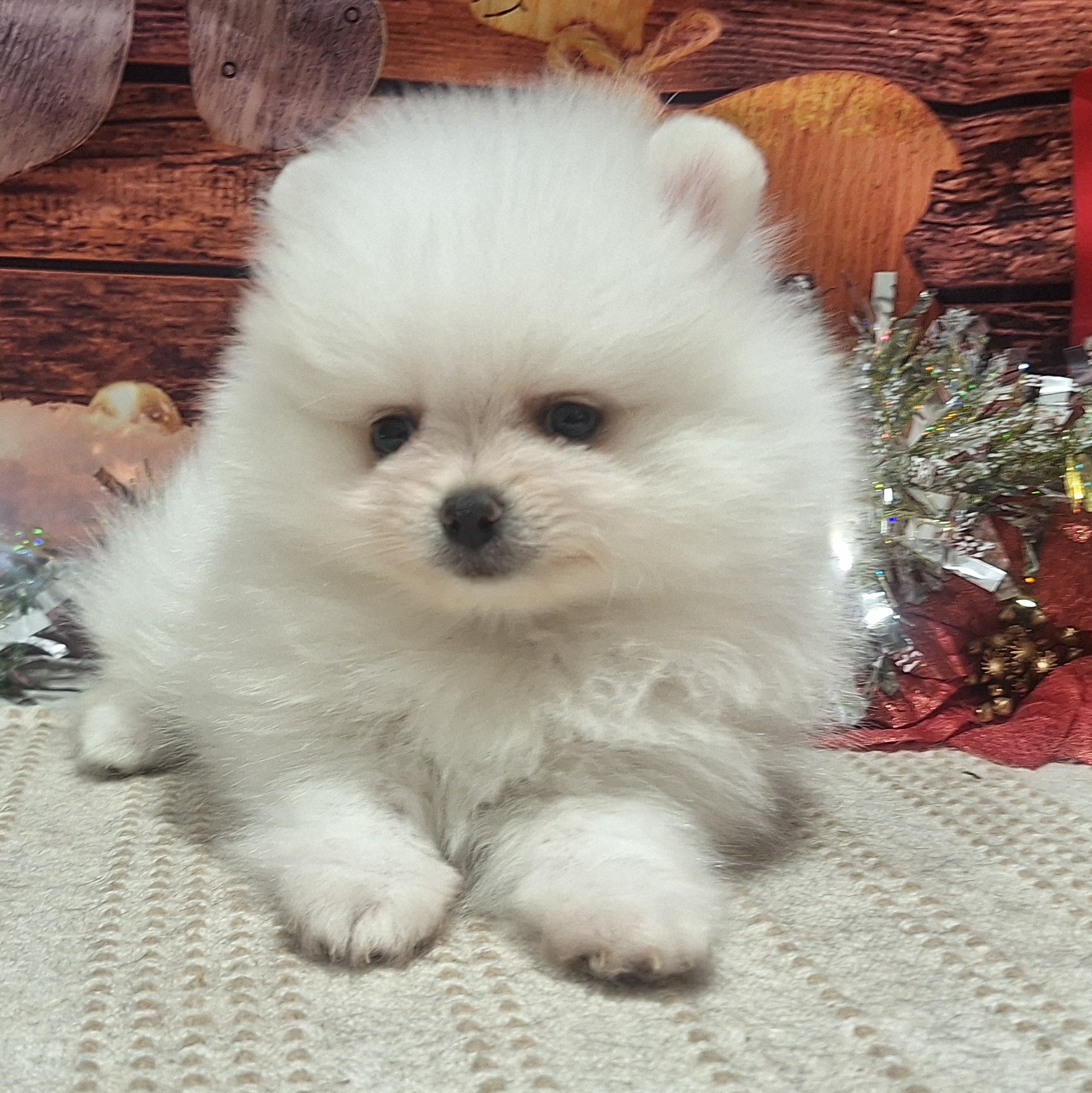 福岡県のポメラニアン (犬の家＆猫の里トリアス久山店/2025年10月13日生まれ/女の子/ホワイト)の子犬の4枚目の画像