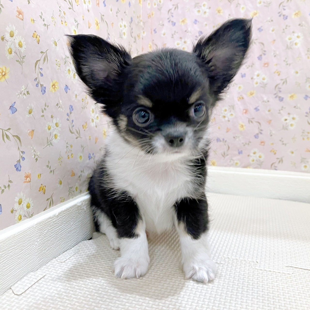 石川県のチワワ(ロング) (犬の家＆猫の里金沢店/2025年10月14日生まれ/男の子/ブラックタンホワイト)の子犬の4枚目の画像