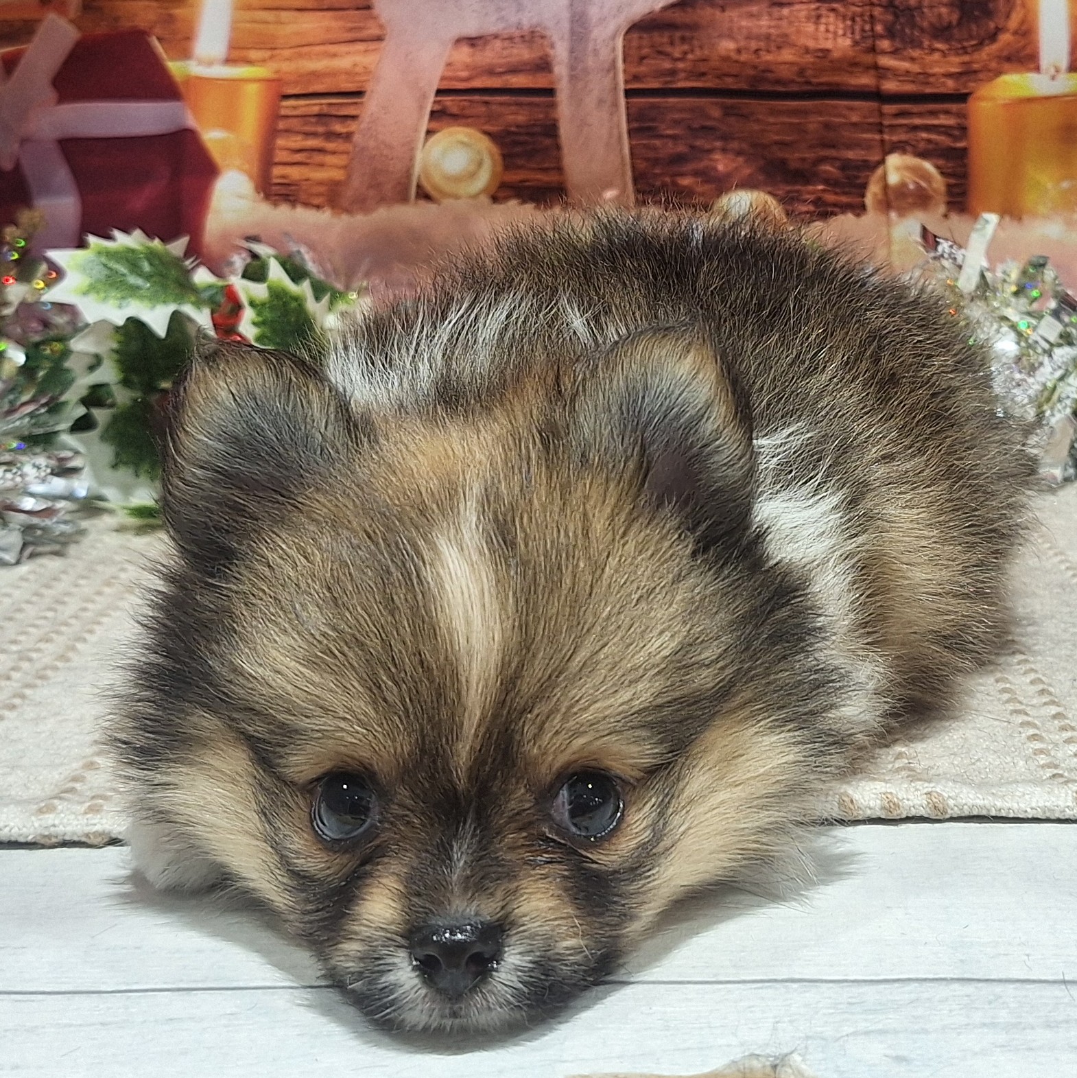 福岡県のポメチワ/チワポメ/ポメチー(ポメラニアン×チワワ) (犬の家＆猫の里トリアス久山店/2025年10月13日生まれ/女の子/パーティーカラー)の子犬の4枚目の画像