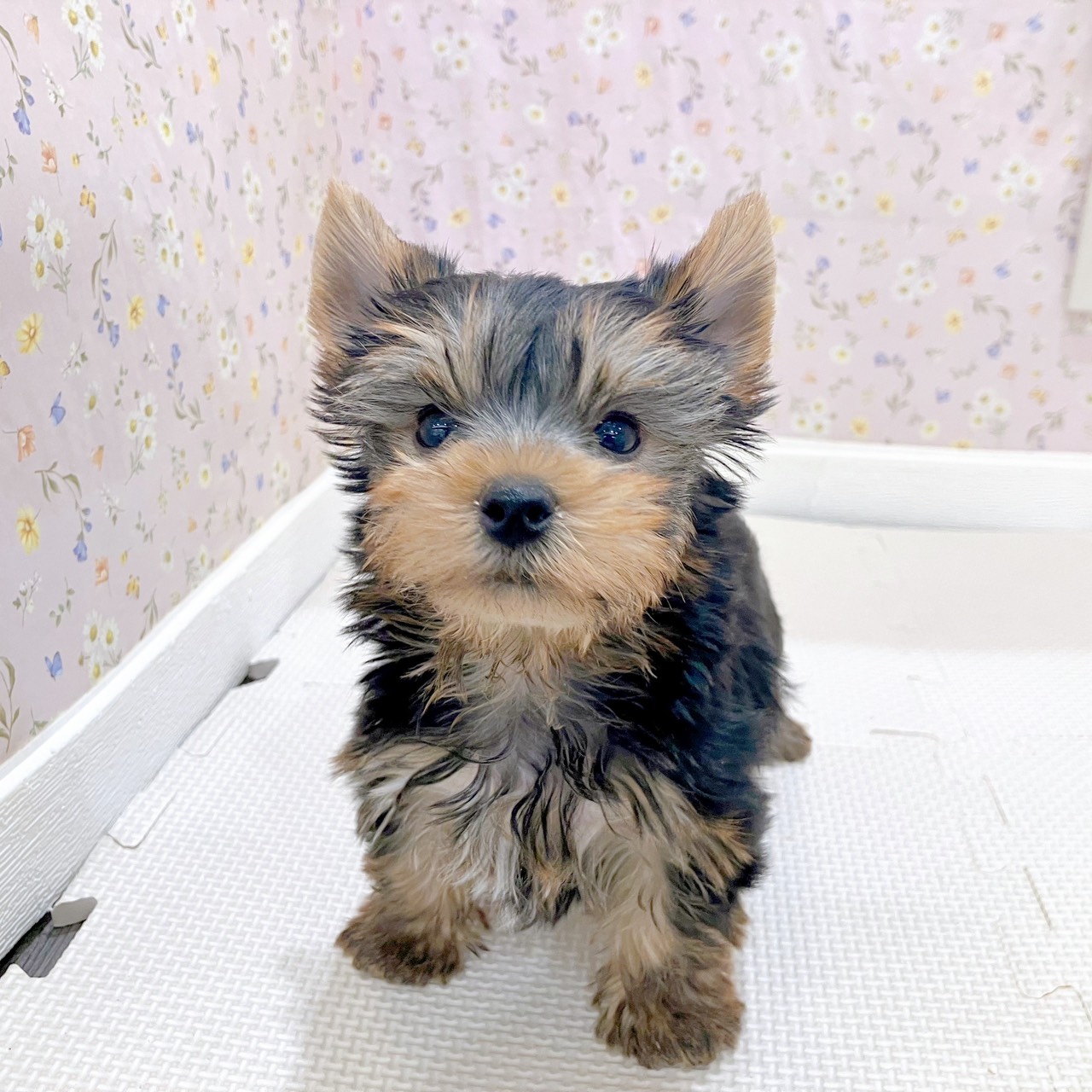 石川県のヨークシャーテリア (犬の家＆猫の里金沢店/2025年10月14日生まれ/男の子/スチールブルータン)の子犬の4枚目の画像