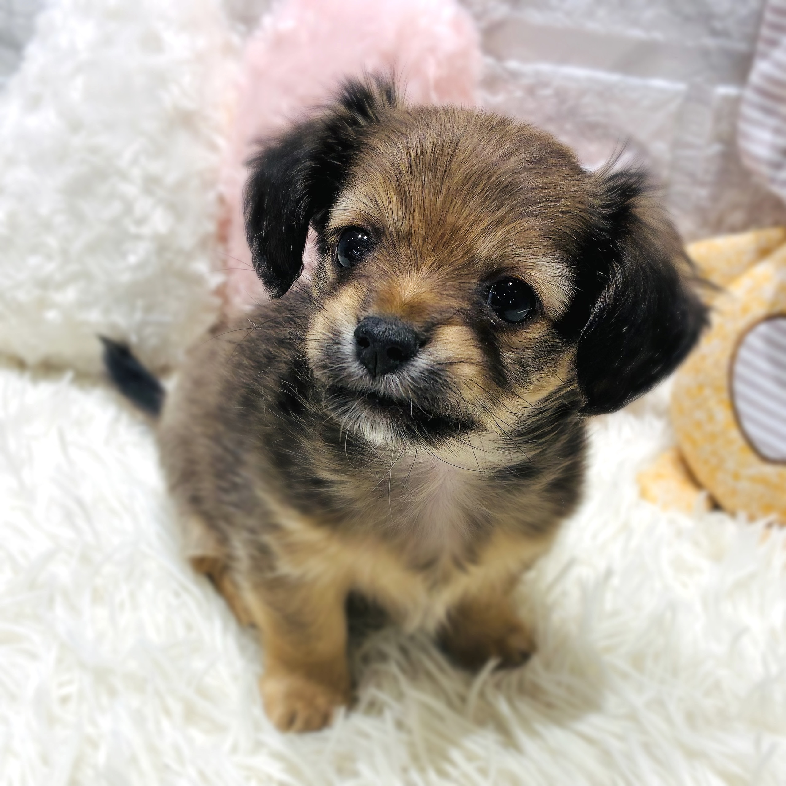 ハーフ犬男の子の写真