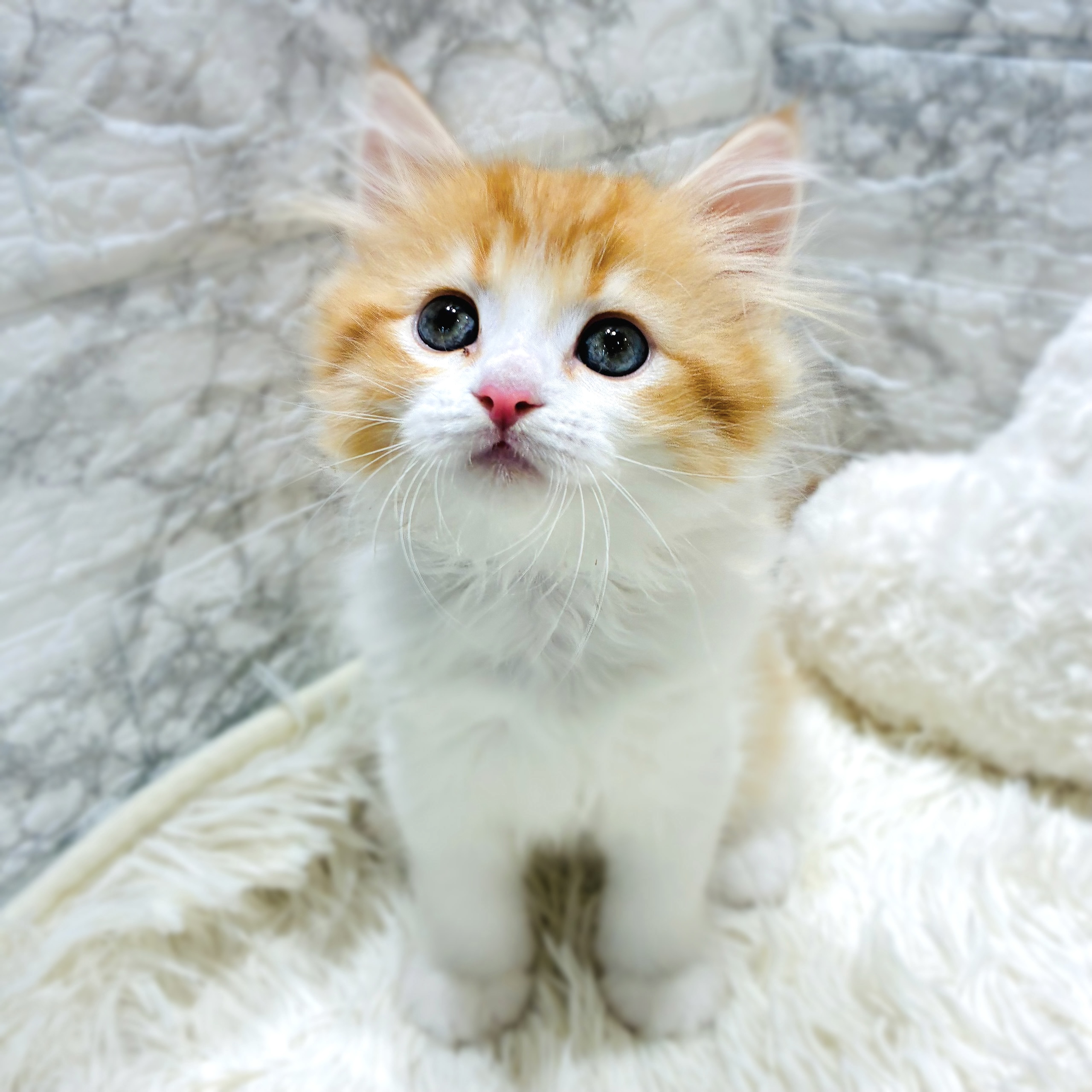 愛知県のスコティッシュストレート (犬の家＆猫の里MiO香久山店/2025年10月14日生まれ/男の子/レッドタビーホワイト)の子猫の4枚目の画像