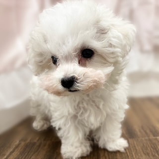 兵庫県のハーフ犬・ミックス犬 (犬の家＆猫の里カナート西神戸店/2025年10月14日生まれ/女の子/ホワイト)の子犬の4枚目の画像