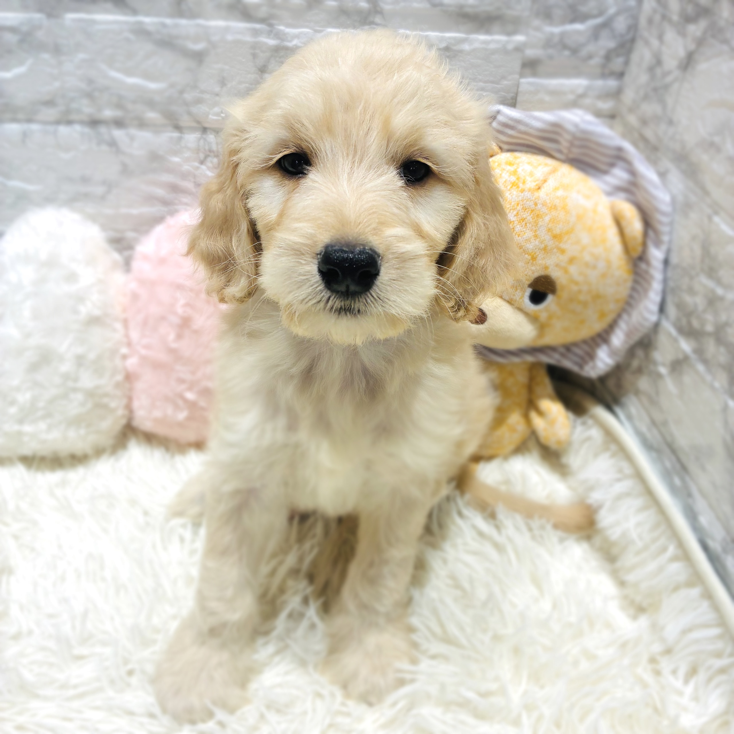 愛知県のゴールデンドゥードゥル(ゴールデン×プードル) (犬の家＆猫の里MiO香久山店/2025年10月15日生まれ/男の子/クリーム)の子犬の4枚目の画像