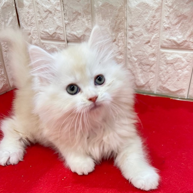 岡山県のラガマフィン (犬の家＆猫の里倉敷店/2025年10月15日生まれ/男の子/クリームタビーホワイト)の子猫の4枚目の画像