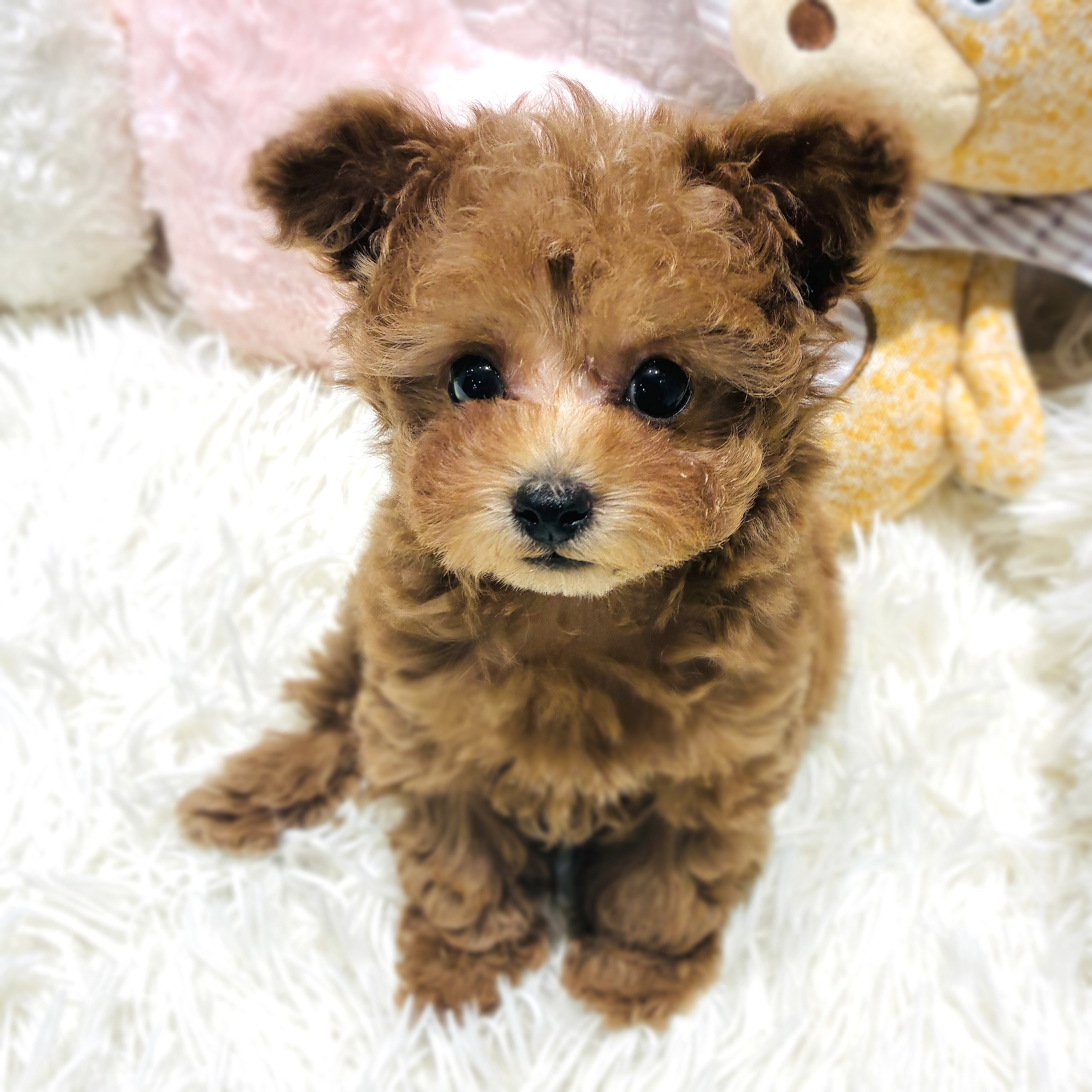 愛知県のトイプードル(ティーカップ) (犬の家＆猫の里MiO香久山店/2025年10月9日生まれ/女の子/レッド)の子犬の4枚目の画像