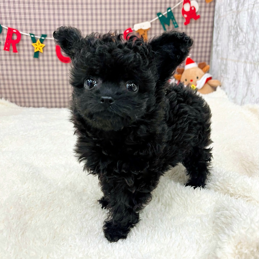 愛知県のチワプー/プーチー(チワワ×プードル) (犬の家＆猫の里エアポートウォーク店/2025年10月13日生まれ/女の子/ブラック)の子犬の4枚目の画像