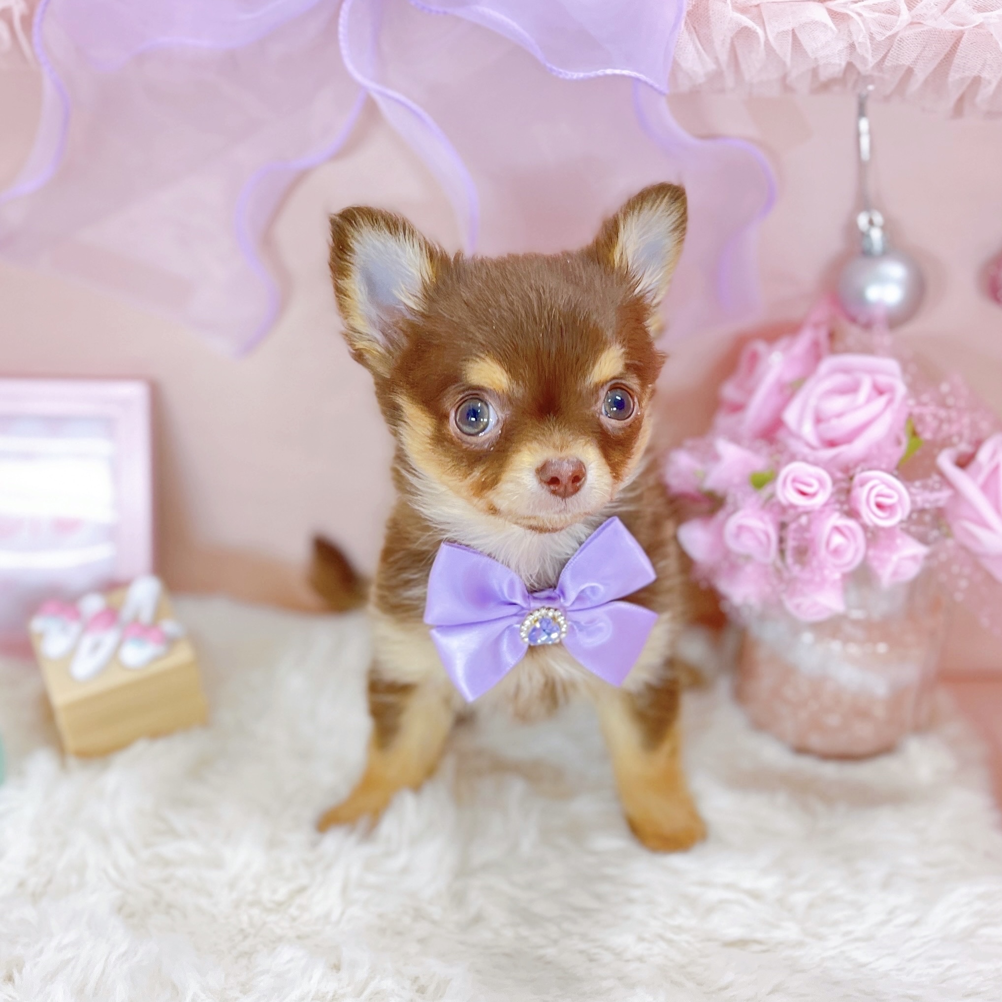 福井県のチワワ(ロング) (犬の家＆猫の里アミーゴ福井大和田店/2025年10月15日生まれ/女の子/チョコレートタン)の子犬の4枚目の画像