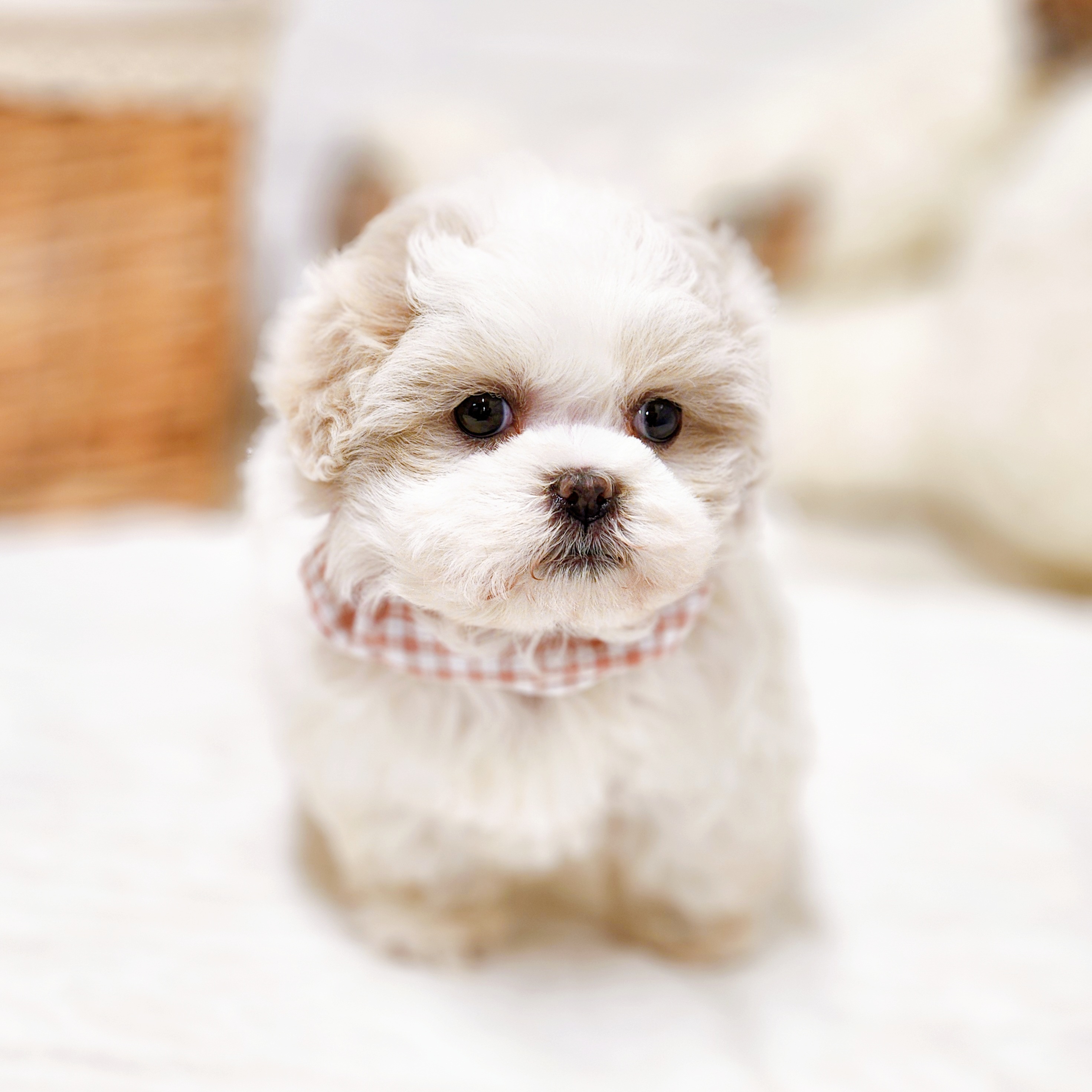 滋賀県のハーフ犬・ミックス犬 (犬の家＆猫の里近江八幡店/2025年10月15日生まれ/女の子/ホワイトクリーム)の子犬の4枚目の画像