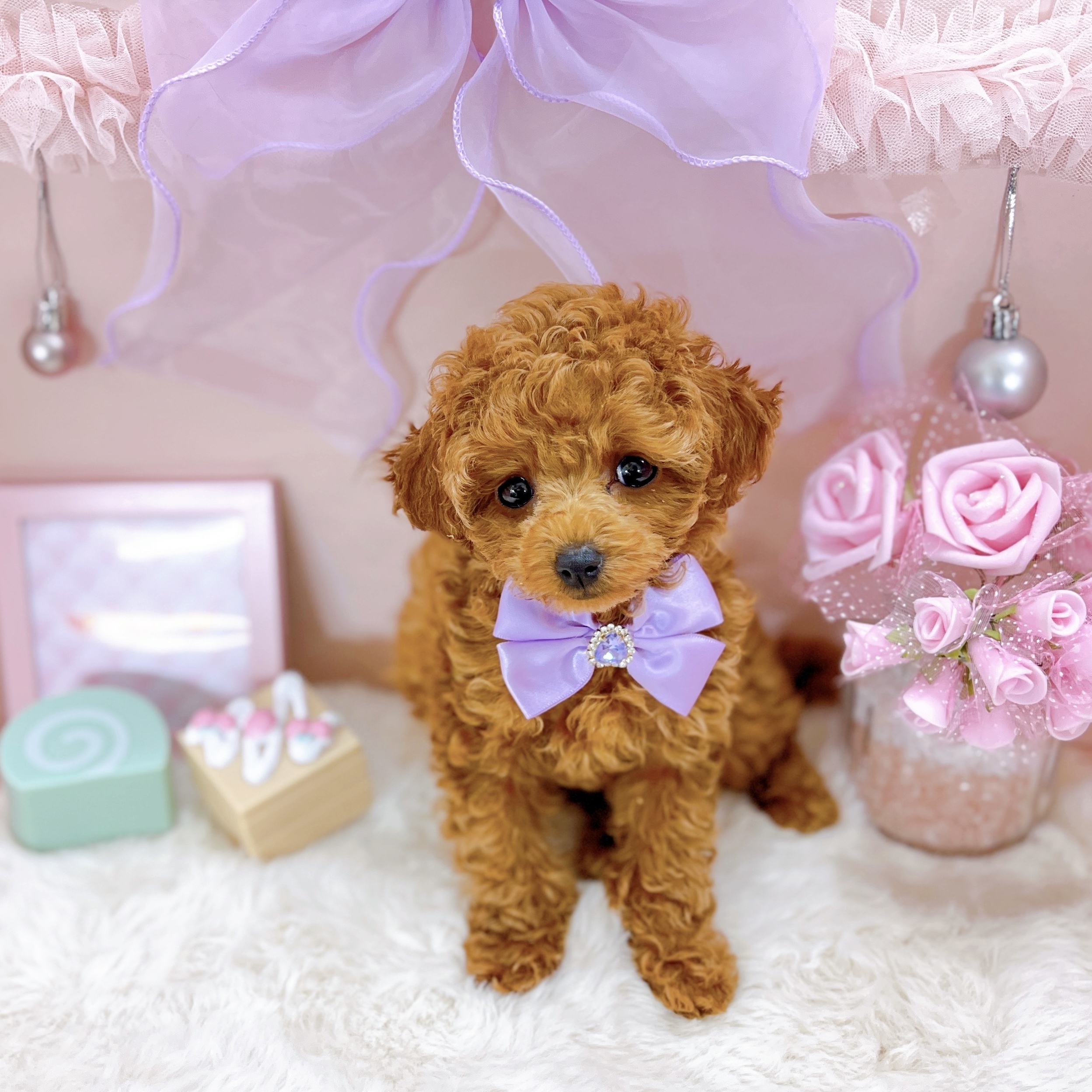 福井県のトイプードル(トイ) (犬の家＆猫の里アミーゴ福井大和田店/2025年10月13日生まれ/女の子/レッドフォーン)の子犬の4枚目の画像