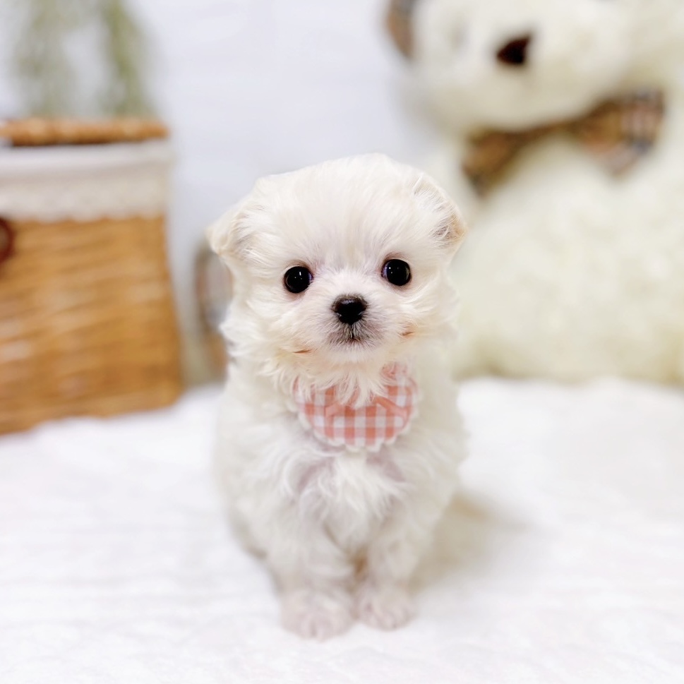 滋賀県のチワマル/マルチワ(チワワ×マルチーズ) (犬の家＆猫の里近江八幡店/2025年10月15日生まれ/女の子/クリーム)の子犬の4枚目の画像