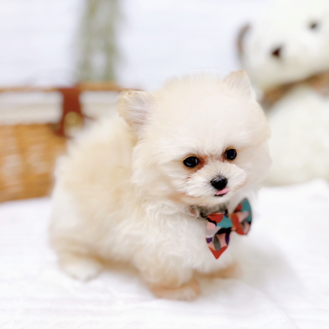 滋賀県のポメプー(ポメラニアン×プードル) (犬の家＆猫の里近江八幡店/2025年10月2日生まれ/男の子/クリーム)の子犬の4枚目の画像