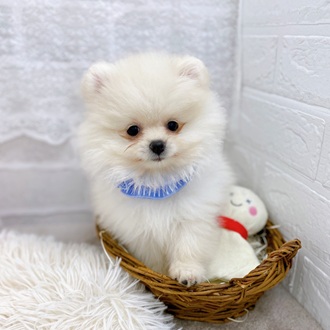 滋賀県のポメラニアン (犬の家＆猫の里長浜店/2025年10月14日生まれ/女の子/クリーム)の子犬の4枚目の画像