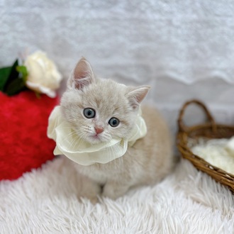 滋賀県のスコティッシュフォールド (犬の家＆猫の里長浜店/2025年10月12日生まれ/男の子/クリームタビー)の子猫の4枚目の画像