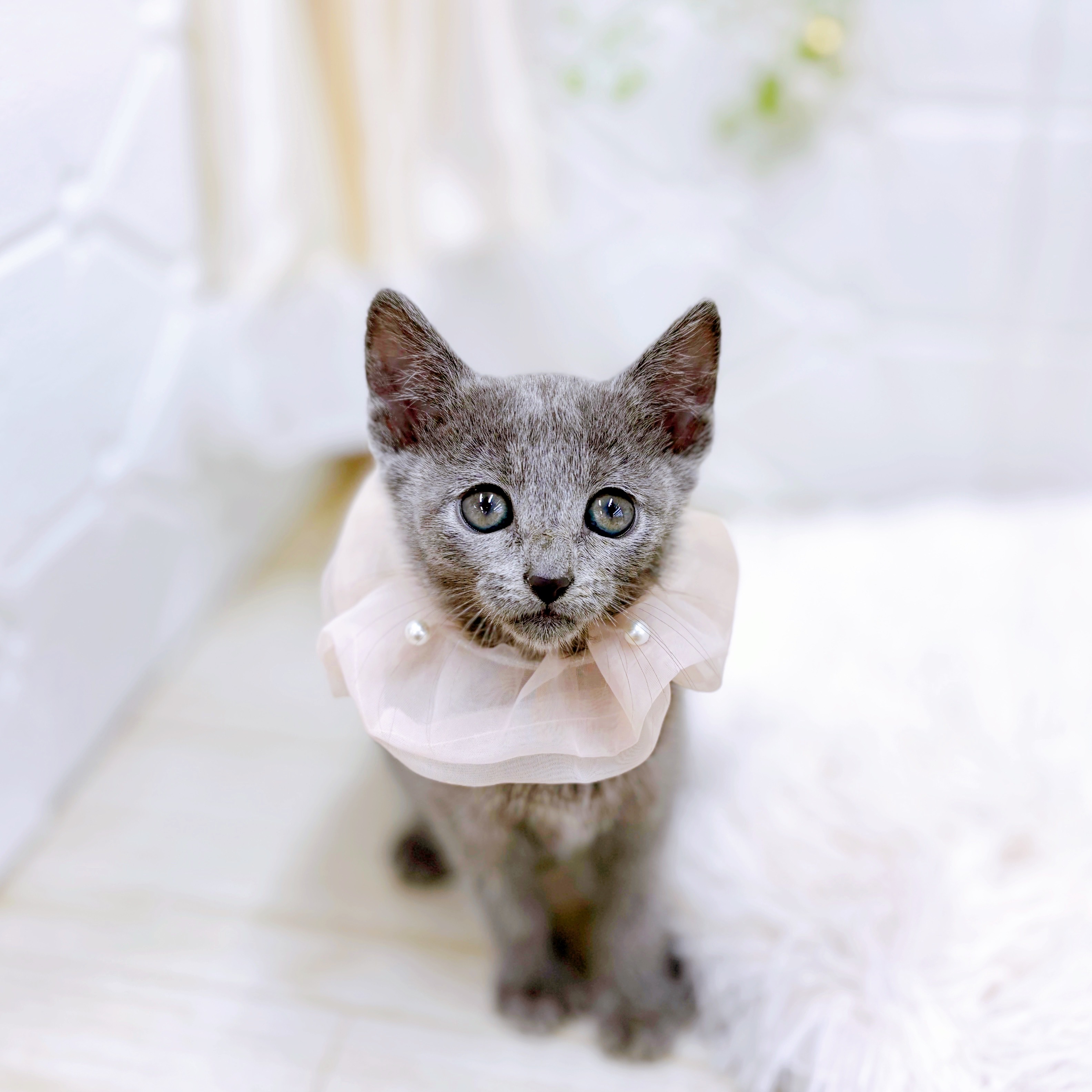 福井県のロシアンブルー (犬の家＆猫の里アミーゴ福井店/2025年10月15日生まれ/女の子/ブルー)の子猫の4枚目の画像