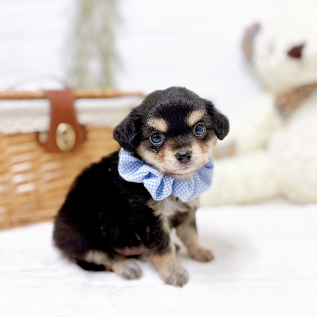 滋賀県のチワックス(チワワ×ダックス) (犬の家＆猫の里近江八幡店/2025年10月14日生まれ/男の子/ブラッククリーム)の子犬の4枚目の画像