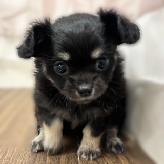 兵庫県のチワックス(チワワ×ダックス) (犬の家＆猫の里カナート西神戸店/2025年10月14日生まれ/女の子/ブラッククリーム)の子犬の4枚目の画像