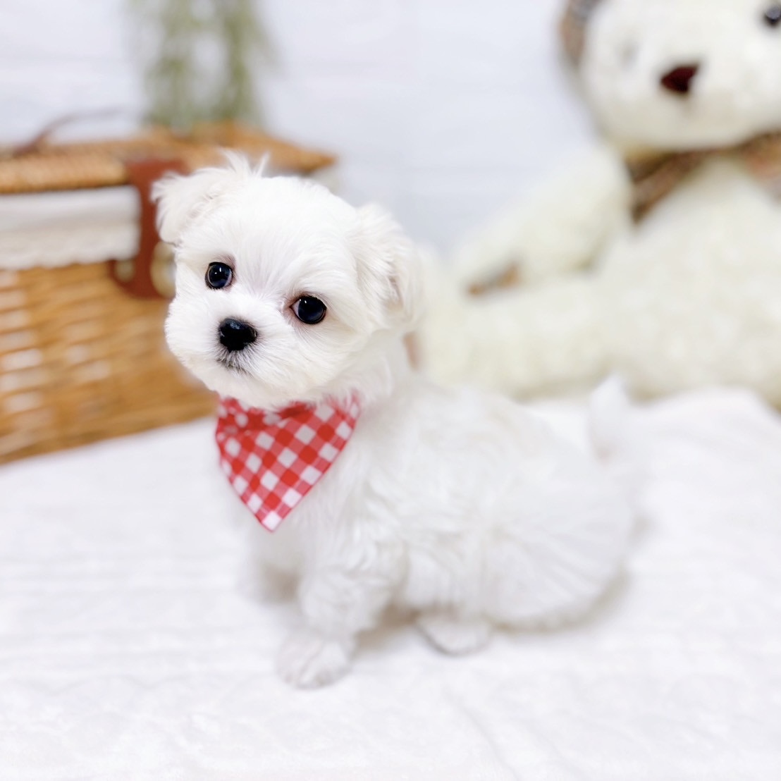 滋賀県のマルチーズ (犬の家＆猫の里近江八幡店/2025年10月15日生まれ/女の子/ホワイト)の子犬の4枚目の画像